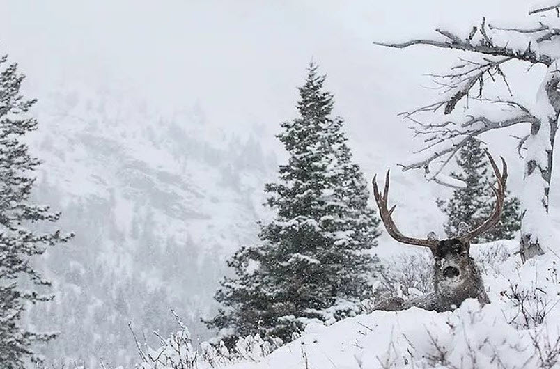 Ambush Hunting Ambush Hunting