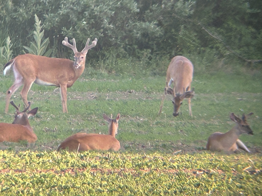 Vortex Viper HD 20-60x85 image across field Vortex Viper HD 20-60x85 image across field